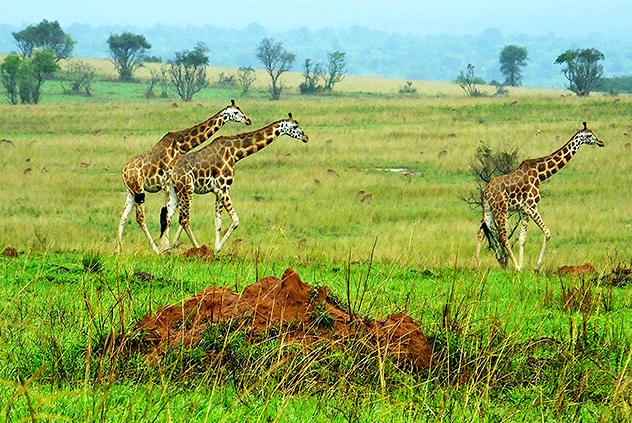 21 Days Uganda Mother Nature Wilderness Safari