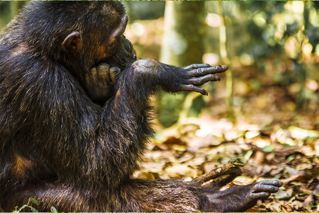 5 Day Primates, Gorilla and Chimpanzee Trekking Safari