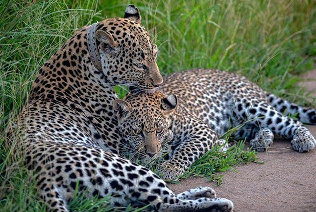 21 Days Uganda Mother Nature Wilderness Safari