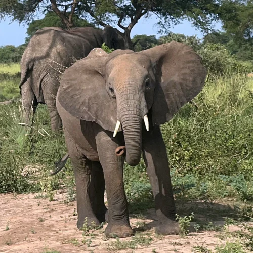 Elephants in Kenya.