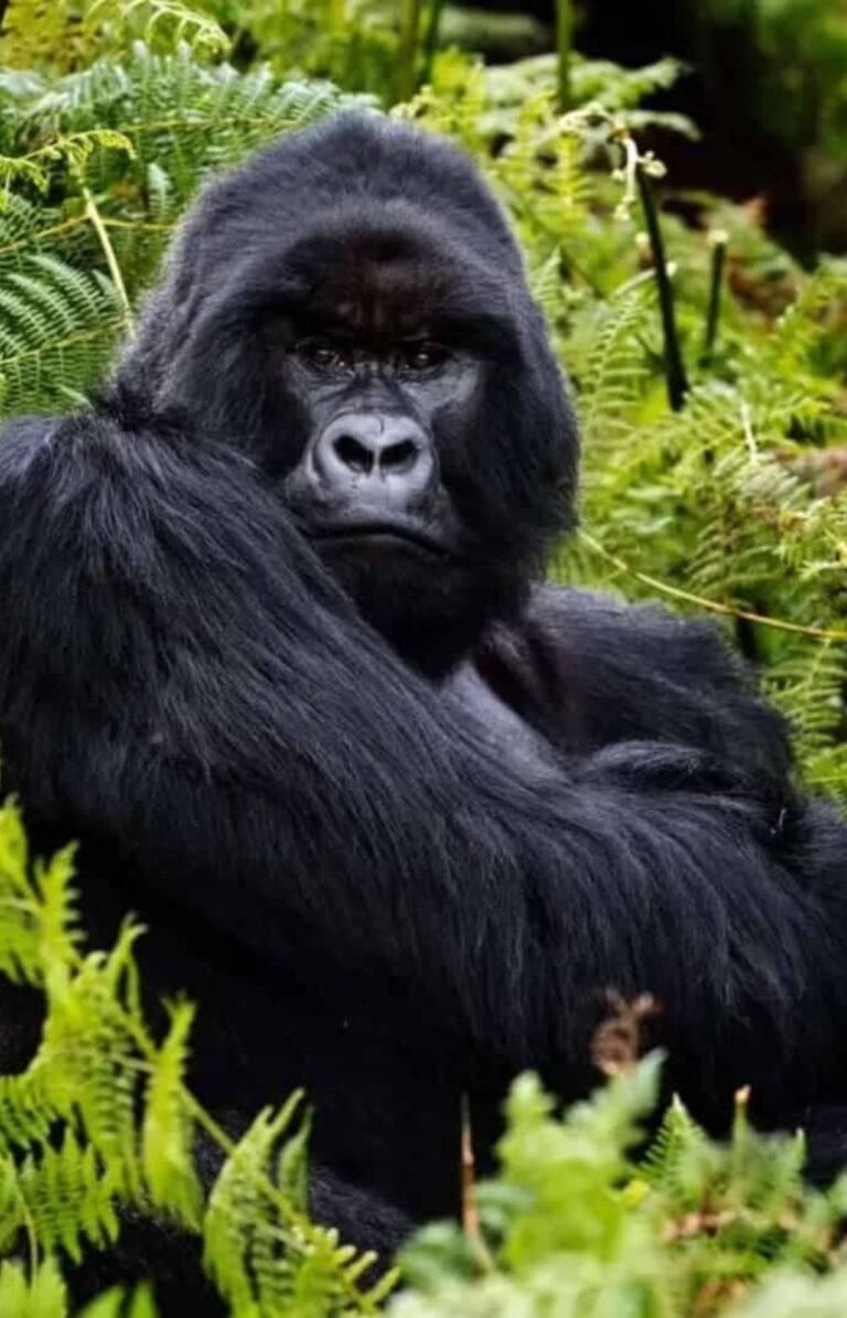 Mountain gorilla in Bwindi Impenetrable Forest