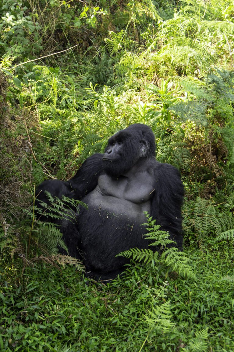 A silverback mountain gorilla sitting in ferns in Bwindi Impenetrable National Park, Uganda.