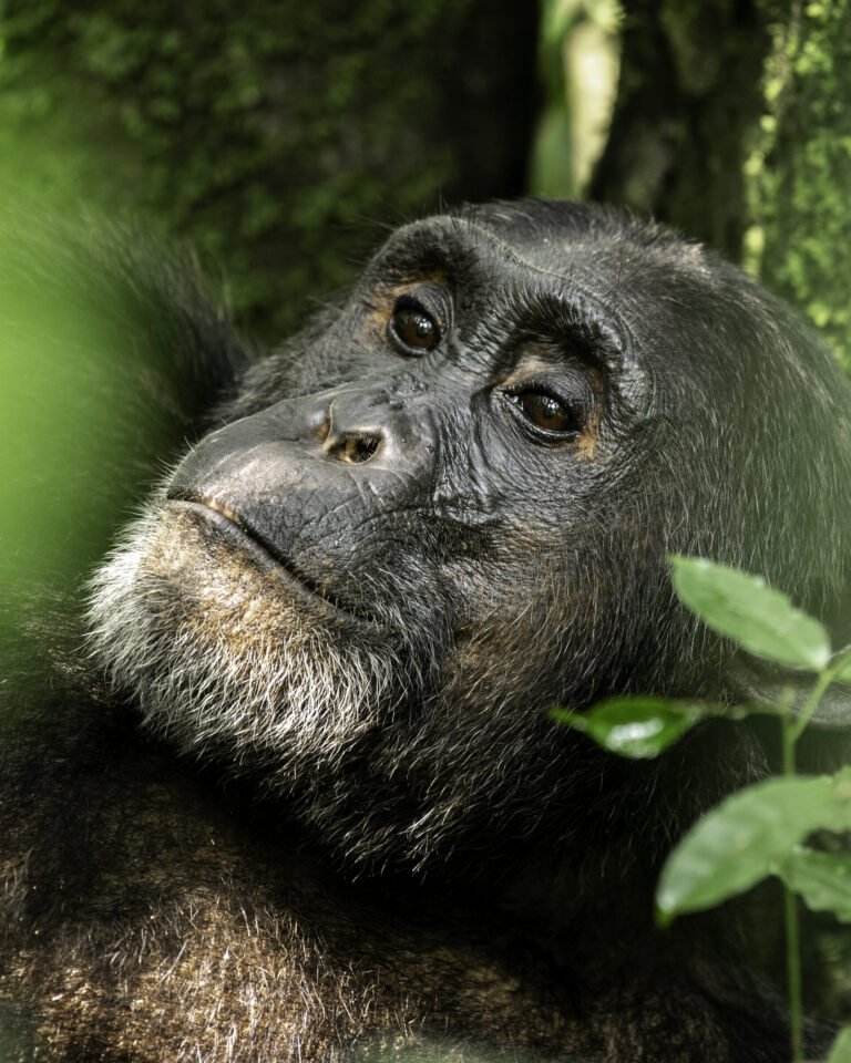 A close view of an adult chimpanzee face in soft forest light in Kibale Forest National Park, Uganda.