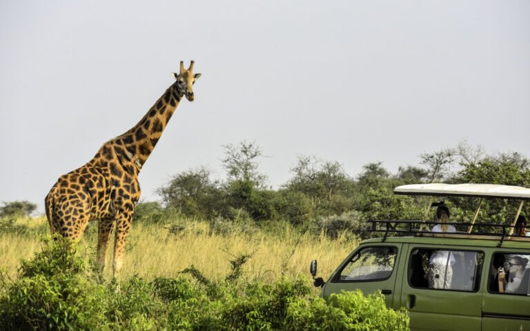 A giraffe beside a safari vehicle on a game drive in Murchison Falls National Park, Uganda.