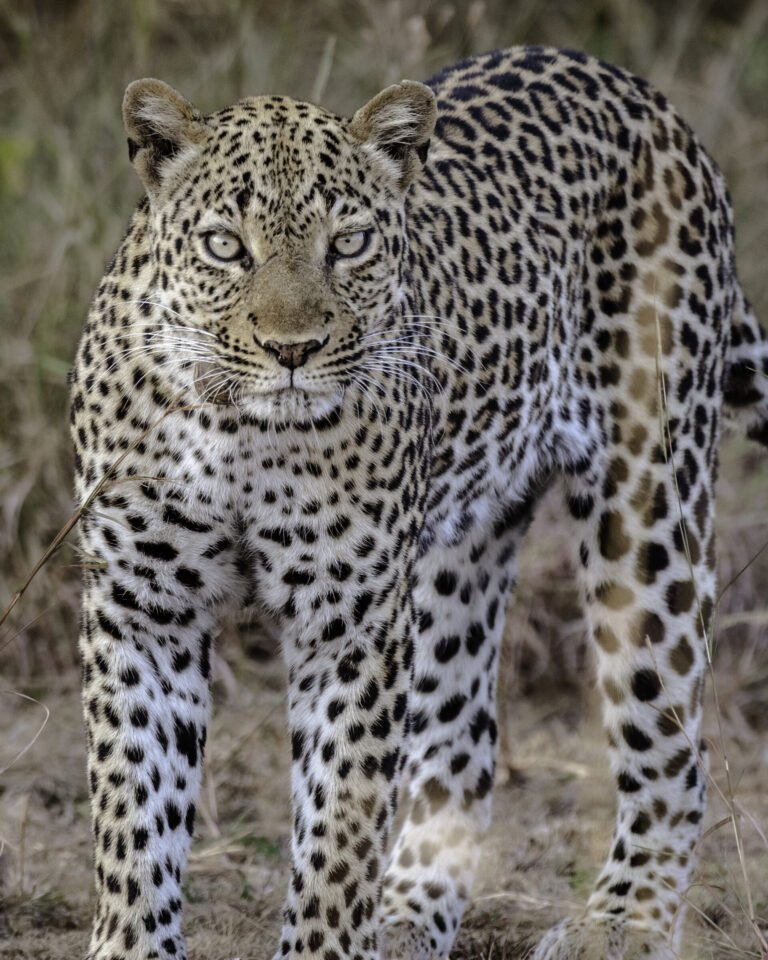 A leopard standing and looking towards the camera in Queen Elizabeth National Park, Uganda.