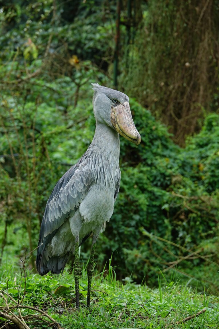 Shoebill in Uganda. Photo credit: bellbird.